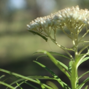 Orthodera ministralis at Oakey Hill NR (OHR) - 23 Dec 2023