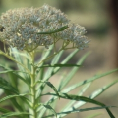 Orthodera ministralis at Oakey Hill NR (OHR) - 23 Dec 2023 09:00 AM