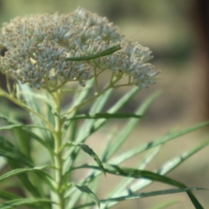 Orthodera ministralis at Oakey Hill NR (OHR) - 23 Dec 2023 09:00 AM