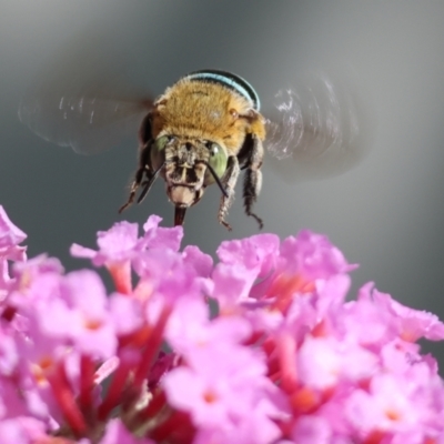 Amegilla sp. (genus) (Blue Banded Bee) at Wodonga - 23 Dec 2023 by KylieWaldon