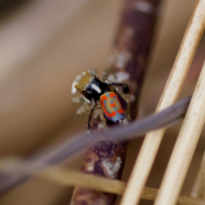 Maratus pavonis (Dunn's peacock spider) at Woodstock Nature Reserve - 28 Oct 2023 by KorinneM