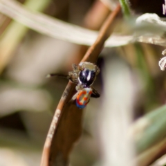 Maratus pavonis at Woodstock Nature Reserve - 28 Oct 2023