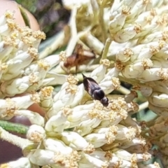 Mordella limbata (A pintail beetle) at Oakey Hill - 21 Dec 2023 by CraigW