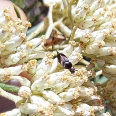 Mordella limbata (A pintail beetle) at Oakey Hill NR (OHR) - 21 Dec 2023 by CraigW