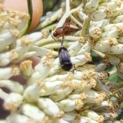 Mordella limbata at Oakey Hill NR (OHR) - 22 Dec 2023