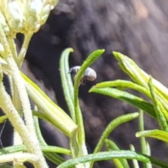 Curculionidae (family) at Oakey Hill NR (OHR) - 22 Dec 2023