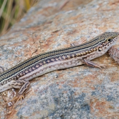 Ctenotus robustus (Robust Striped-skink) at Sth Tablelands Ecosystem Park - 22 Dec 2023 by Gallpix