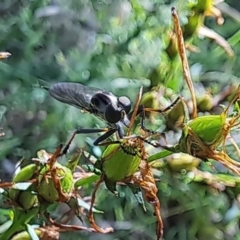 Asilidae (family) (Unidentified Robber fly) at Oakey Hill NR (OHR) - 21 Dec 2023 by CraigW