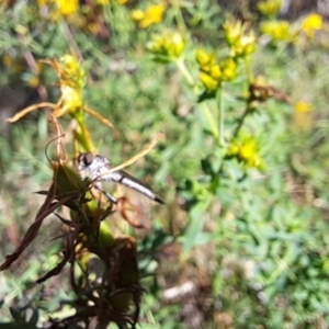 Cerdistus sp. (genus) at Oakey Hill NR (OHR) - 22 Dec 2023 09:27 AM