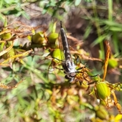 Cerdistus sp. (genus) at Oakey Hill NR (OHR) - 22 Dec 2023