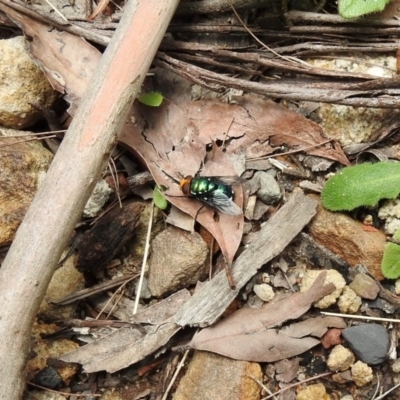 Amenia sp. (genus) (Yellow-headed Blowfly) at Wingecarribee Local Government Area - 22 Dec 2023 by GlossyGal