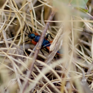 Ectomocoris sp. (genus) at Ginninderry Conservation Corridor - 28 Oct 2023