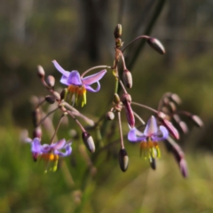 Dianella sp. (Flax Lily) at QPRC LGA - 23 Dec 2023 by Csteele4