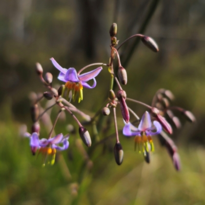 Dianella (genus) (Flax Lily) at QPRC LGA - 23 Dec 2023 by Csteele4
