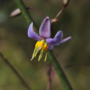 Dianella sp. at QPRC LGA - 23 Dec 2023