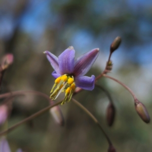 Dianella sp. at QPRC LGA - 23 Dec 2023