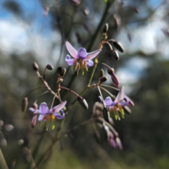 Dianella sp. at QPRC LGA - 23 Dec 2023