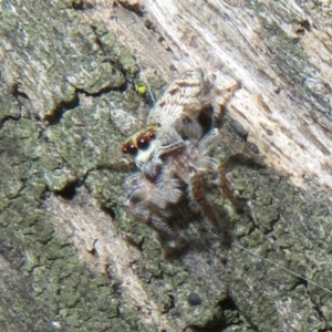 Opisthoncus sp. (genus) at Namadgi National Park - 11 Dec 2023