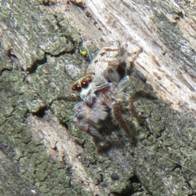 Opisthoncus sp. (genus) (Unidentified Opisthoncus jumping spider) at Namadgi National Park - 11 Dec 2023 by Christine