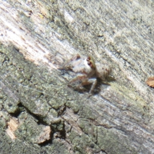 Opisthoncus sp. (genus) at Namadgi National Park - 11 Dec 2023