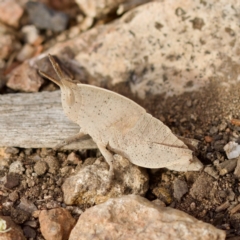 Goniaea australasiae (Gumleaf grasshopper) at Ginninderry Conservation Corridor - 28 Oct 2023 by KorinneM