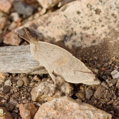 Goniaea australasiae (Gumleaf grasshopper) at Strathnairn, ACT - 28 Oct 2023 by KorinneM