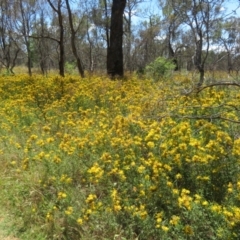 Hypericum perforatum (St John's Wort) at Mount Ainslie - 15 Dec 2023 by Christine