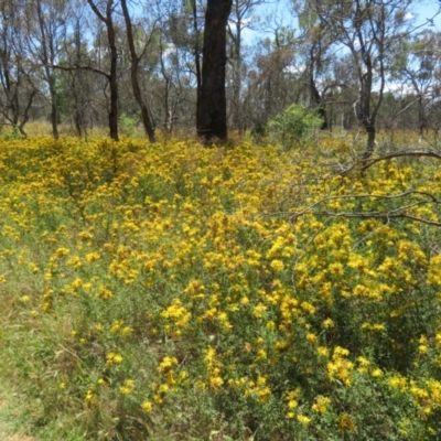 Hypericum perforatum (St John's Wort) at Mount Ainslie - 15 Dec 2023 by Christine