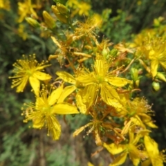 Hypericum perforatum at Mount Ainslie - 15 Dec 2023 11:25 AM