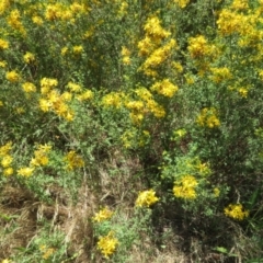 Hypericum perforatum at Mount Ainslie - 15 Dec 2023 11:25 AM