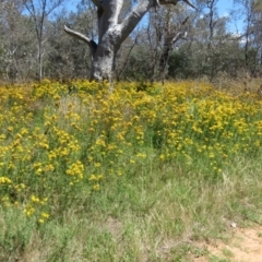 Hypericum perforatum at Mount Ainslie - 15 Dec 2023 11:25 AM