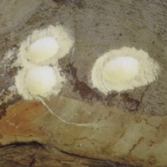 Eurybrachidae (family) (Unidentified planthopper) at Mount Ainslie - 15 Dec 2023 by Christine