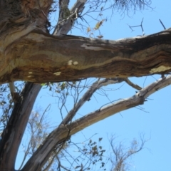 Eurybrachidae (family) at Mount Ainslie - 15 Dec 2023 12:45 PM