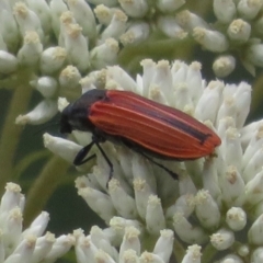 Castiarina erythroptera (Lycid Mimic Jewel Beetle) at Namadgi National Park - 22 Dec 2023 by Christine