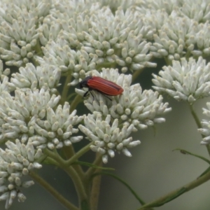 Castiarina erythroptera at Namadgi National Park - 22 Dec 2023