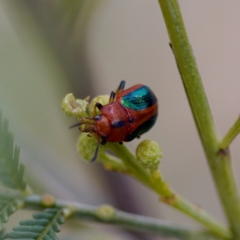 Calomela curtisi (Acacia leaf beetle) at Woodstock Nature Reserve - 28 Oct 2023 by KorinneM