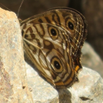 Geitoneura acantha (Ringed Xenica) at Lower Cotter Catchment - 22 Dec 2023 by Christine