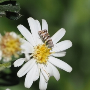 Asterivora lampadias at Namadgi National Park - 9 Jan 2023