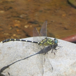 Hemigomphus heteroclytus at Lower Cotter Catchment - 22 Dec 2023 02:08 PM