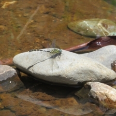 Hemigomphus heteroclytus at Lower Cotter Catchment - 22 Dec 2023