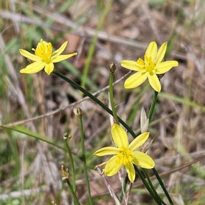 Tricoryne elatior (Yellow Rush Lily) at The Pinnacle - 22 Dec 2023 by sangio7