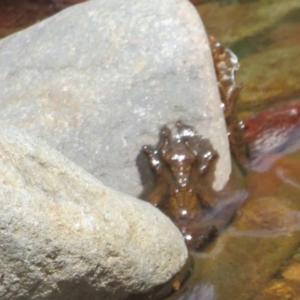 Anisoptera (suborder) at Lower Cotter Catchment - 22 Dec 2023