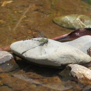 Anisoptera (suborder) at Lower Cotter Catchment - 22 Dec 2023