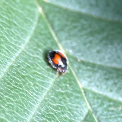 Diomus notescens (Little two-spotted ladybird) at City Renewal Authority Area - 22 Dec 2023 by Hejor1