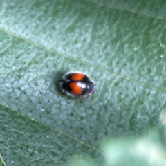 Diomus notescens at City Renewal Authority Area - 22 Dec 2023 05:12 PM