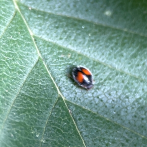 Diomus notescens at City Renewal Authority Area - 22 Dec 2023