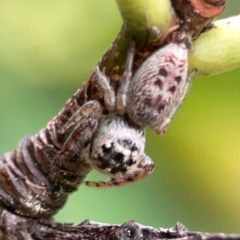 Opisthoncus grassator (Jumping spider) at City Renewal Authority Area - 22 Dec 2023 by Hejor1