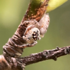 Opisthoncus grassator at City Renewal Authority Area - 22 Dec 2023