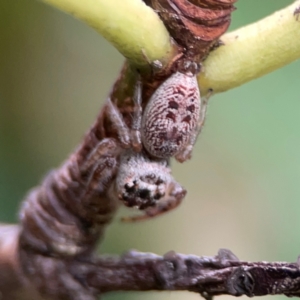 Opisthoncus grassator at City Renewal Authority Area - 22 Dec 2023