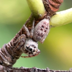 Opisthoncus grassator at City Renewal Authority Area - 22 Dec 2023